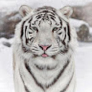 Meet your Posher, Simone